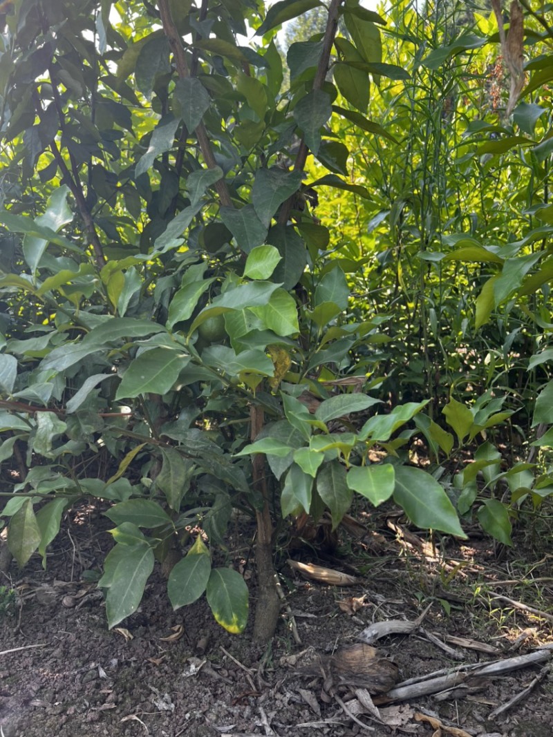 【推荐】柠檬苗柠檬树苗小苗大苗规格齐全现挖现发