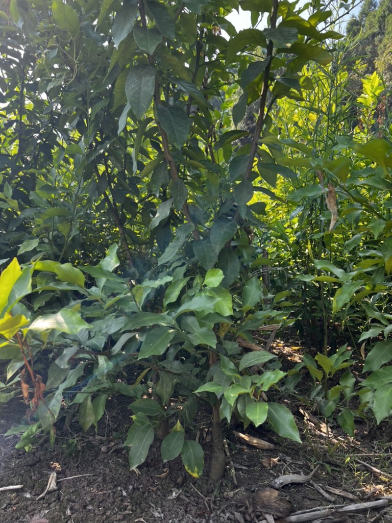 【推荐】柠檬苗柠檬树苗小苗大苗规格齐全现挖现发