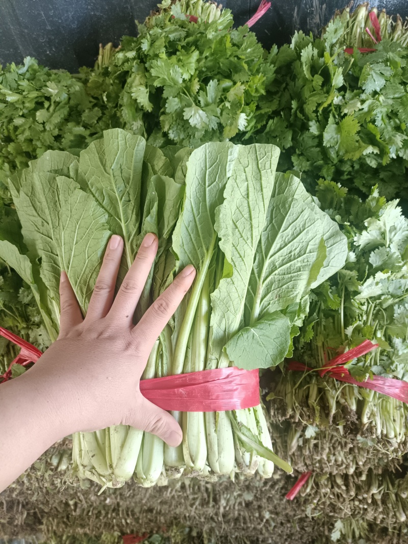 小白菜20~25cm
