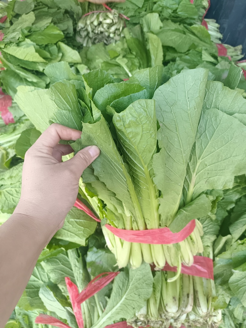 小白菜20~25cm