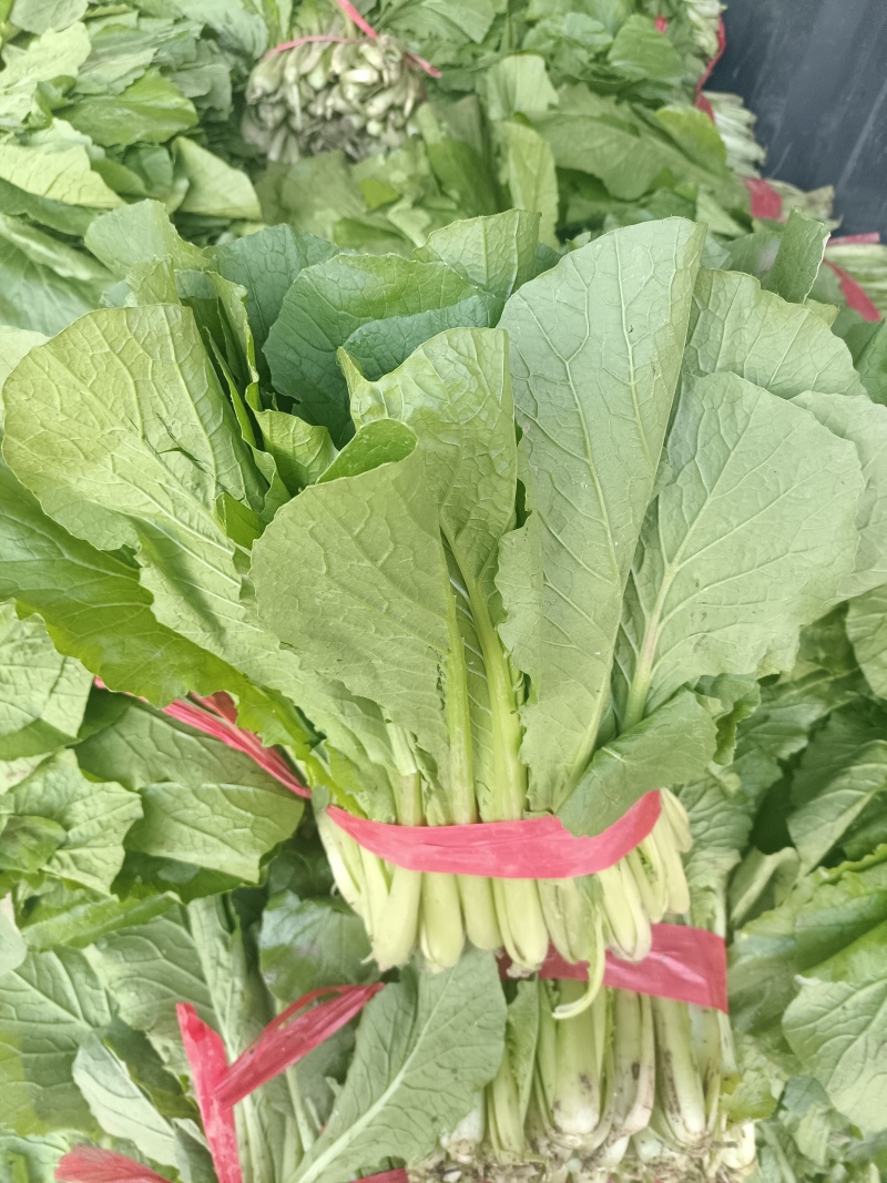 小白菜20~25cm