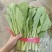 小白菜20~25cm
