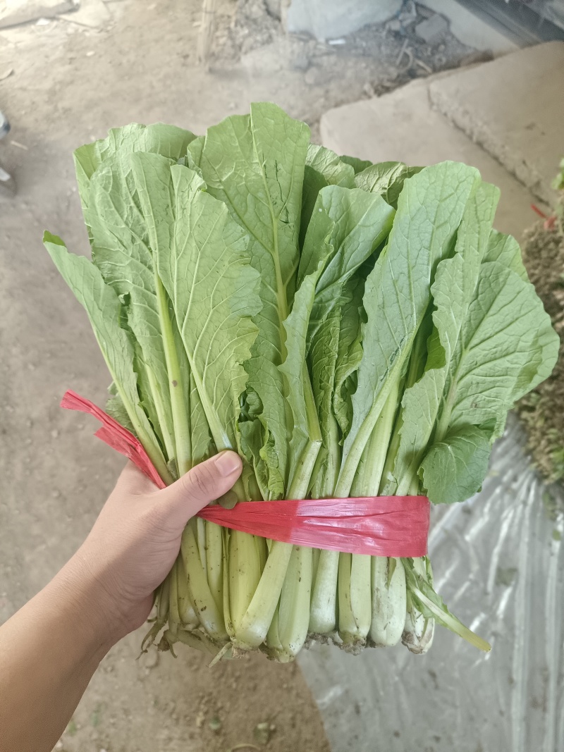 小白菜20~25cm