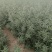 《陕西沙棘苗》一年沙棘苗/规格齐全品种齐全/根系发达便宜