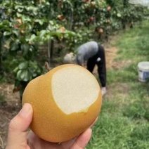 【丰水梨】河北赵县梨规格齐全皮薄核小水分充足承接电商加工批发