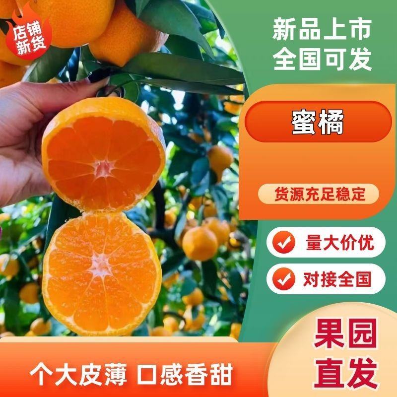 蜜桔个大皮薄对接电商，市场欢迎定购！