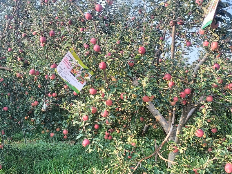 云南昭通苹果产区直发一手货源保质保量供货