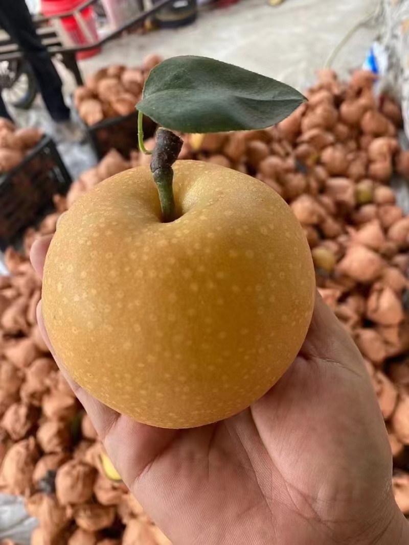 【丰水梨】河北赵县梨规格齐全皮薄核小水分充足承接电商加工批发