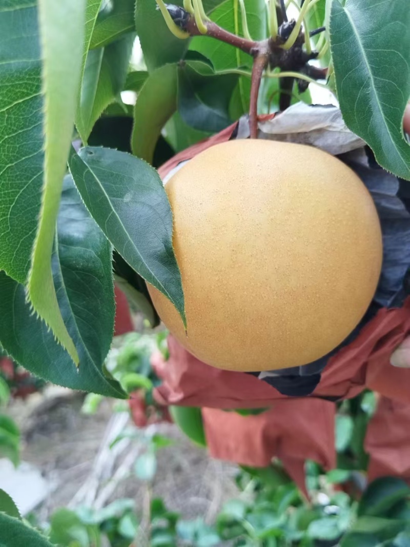 【丰水梨】河北赵县梨规格齐全皮薄核小水分充足承接电商加工批发
