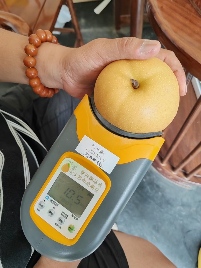 【丰水梨】河北赵县梨规格齐全皮薄核小水分充足承接电商加工批发