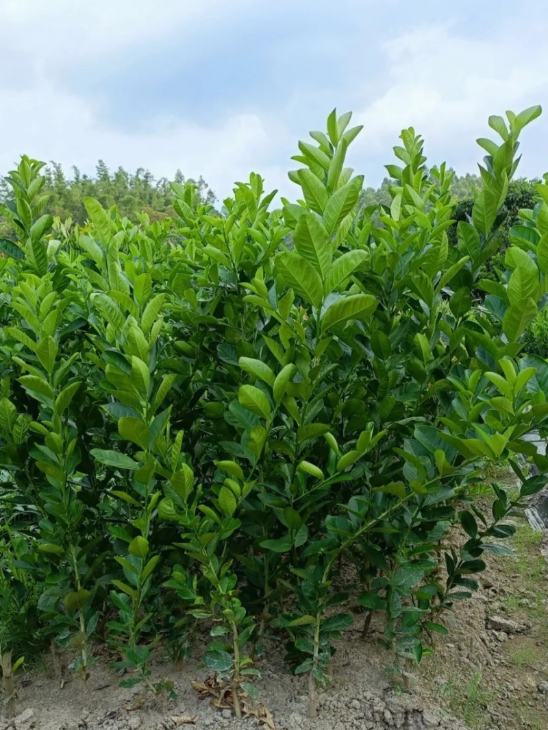 【推荐】柠檬苗柠檬树苗小苗大苗规格齐全现挖现发