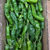 精品泡椒，大量有货供应，对接各大市场商超电商