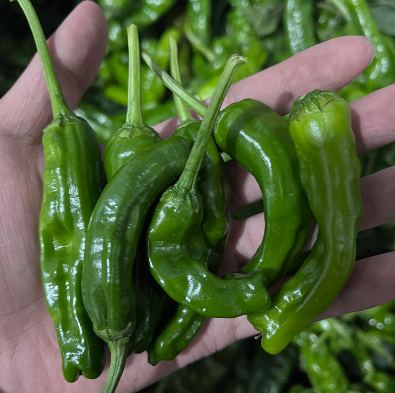 左边为泡椒,右边为剁椒,两者颜色和质地明显不同 泡椒与剁椒对比图