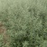 《陕西沙棘苗》一年沙棘苗/规格齐全品种齐全/根系发达便宜