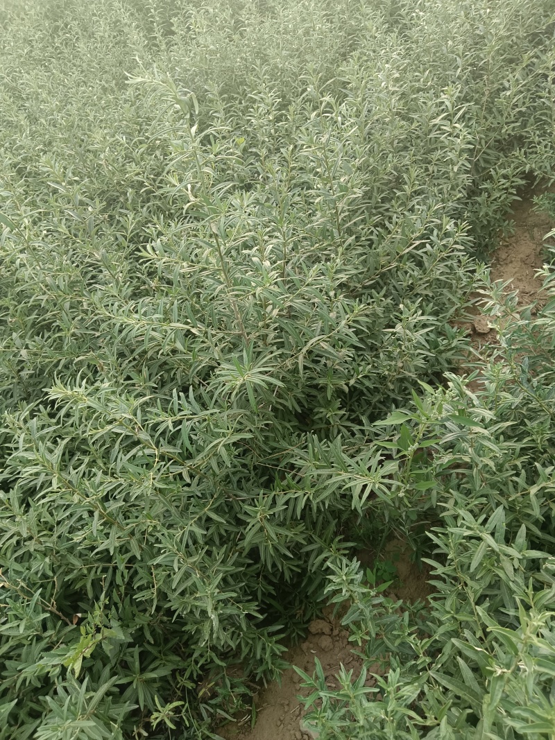 《陕西沙棘苗》一年沙棘苗/规格齐全品种齐全/根系发达便宜