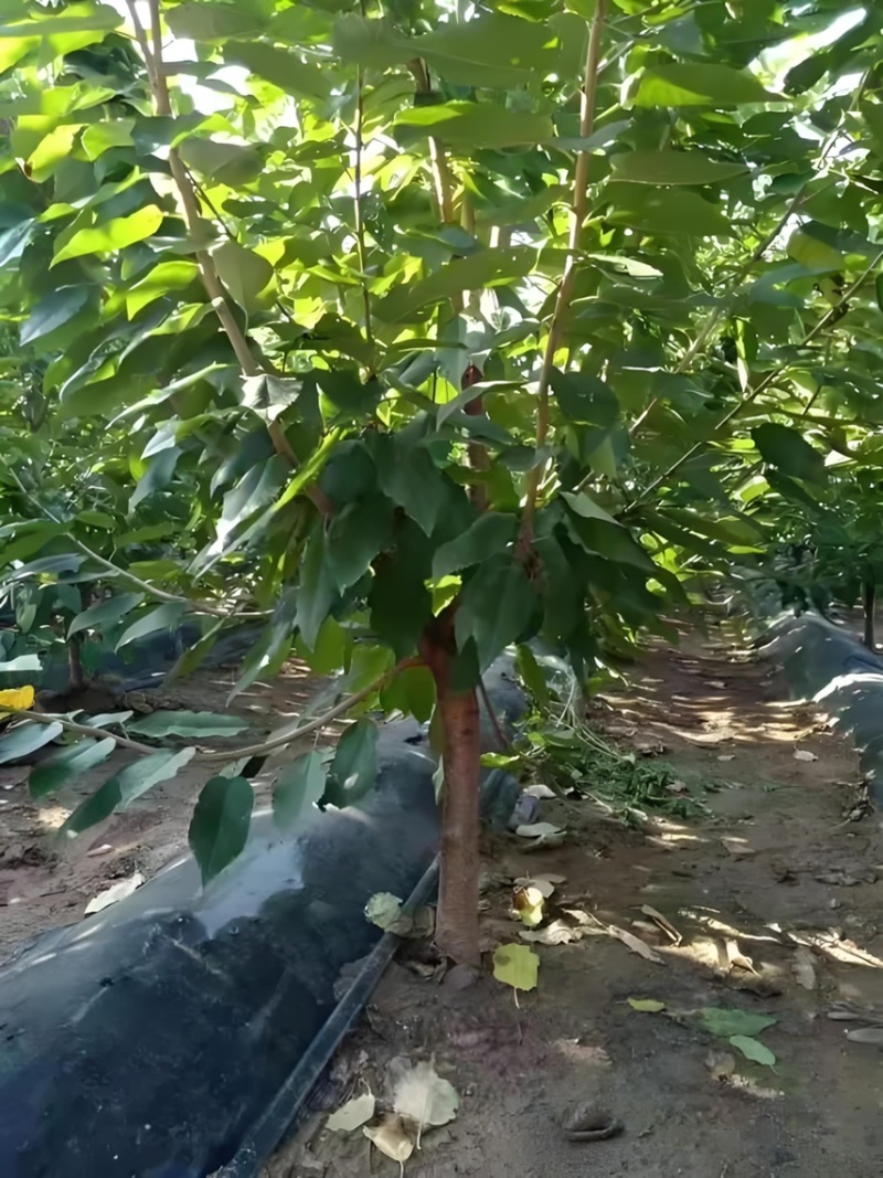 【推荐】樱桃苗红妃樱桃苗樱桃树苗低矮树型挂果