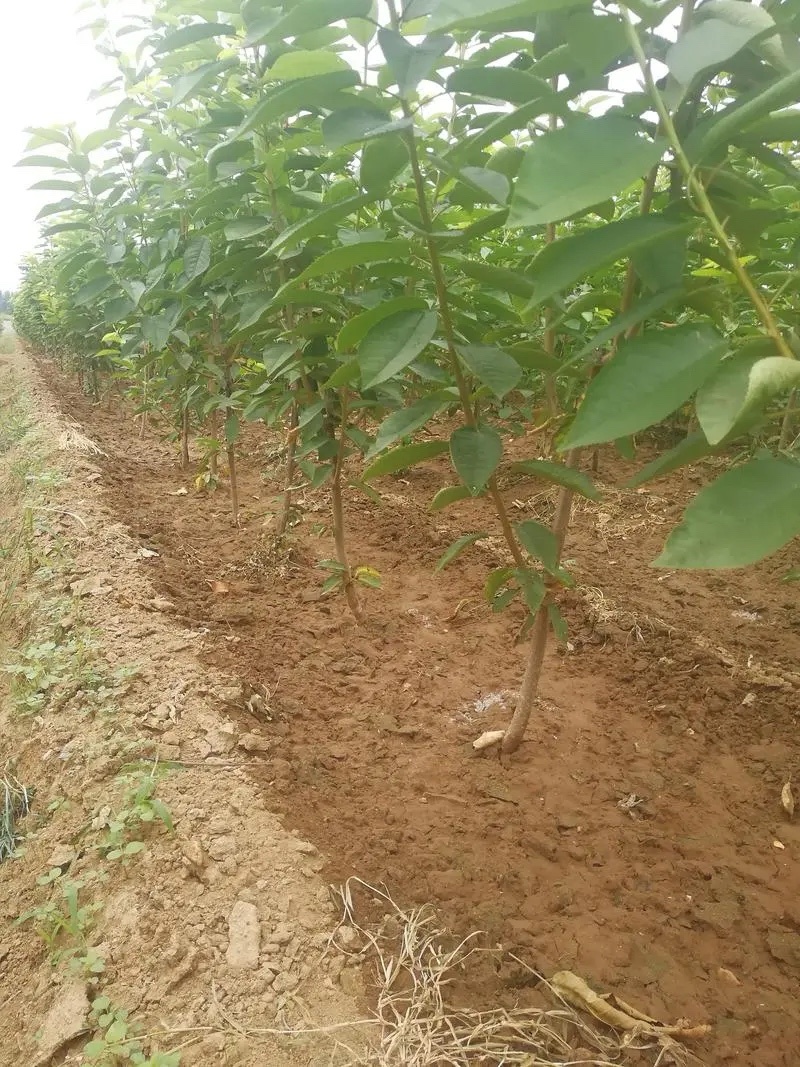 【推荐】樱桃苗红妃樱桃苗樱桃树苗低矮树型挂果