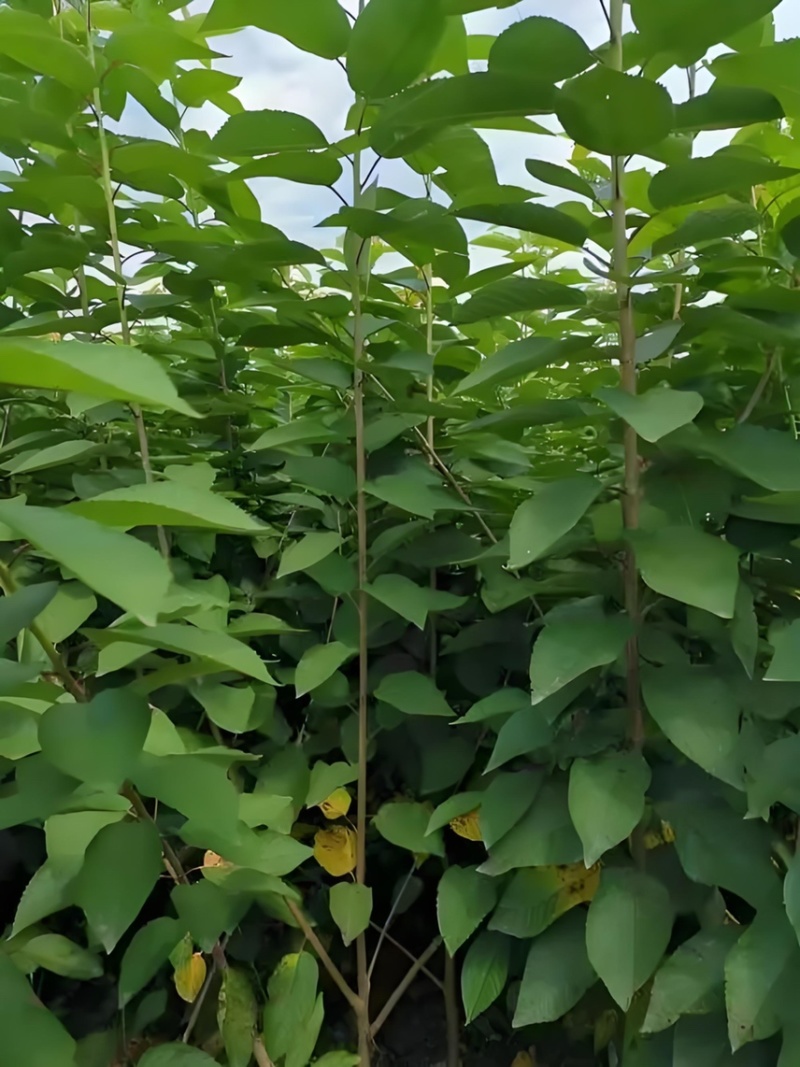 【推荐】樱桃苗红妃樱桃苗樱桃树苗低矮树型挂果