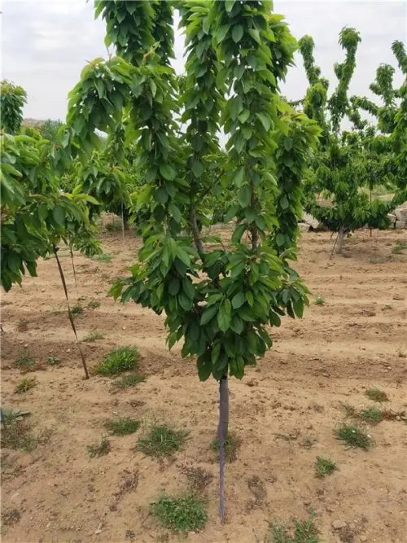 【推荐】樱桃苗红妃樱桃苗樱桃树苗低矮树型挂果