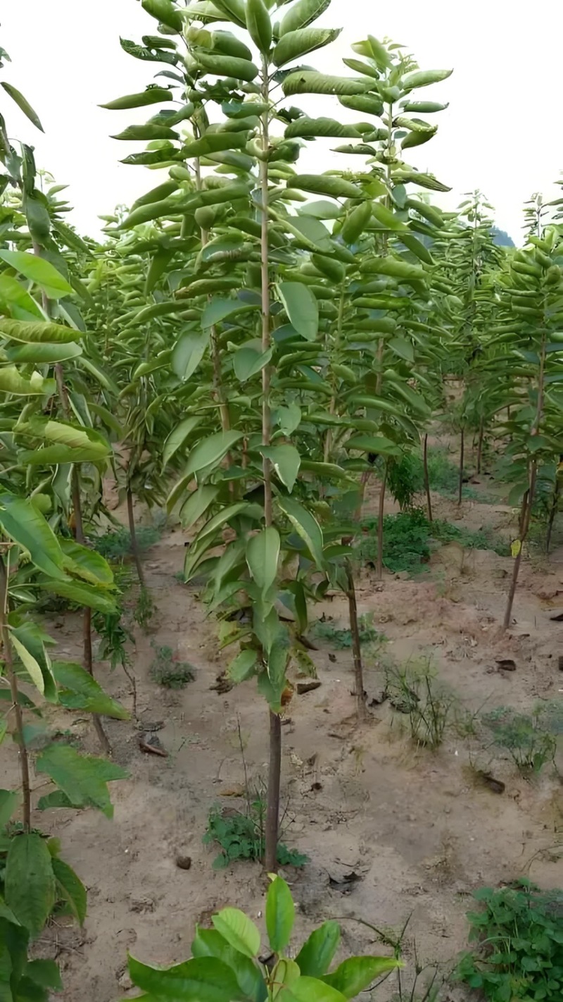 【推荐】樱桃苗红妃樱桃苗樱桃树苗低矮树型挂果
