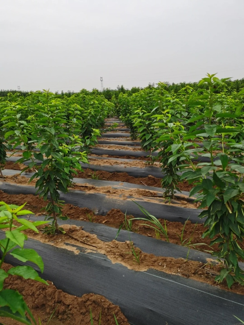【推荐】樱桃苗红妃樱桃苗樱桃树苗低矮树型挂果