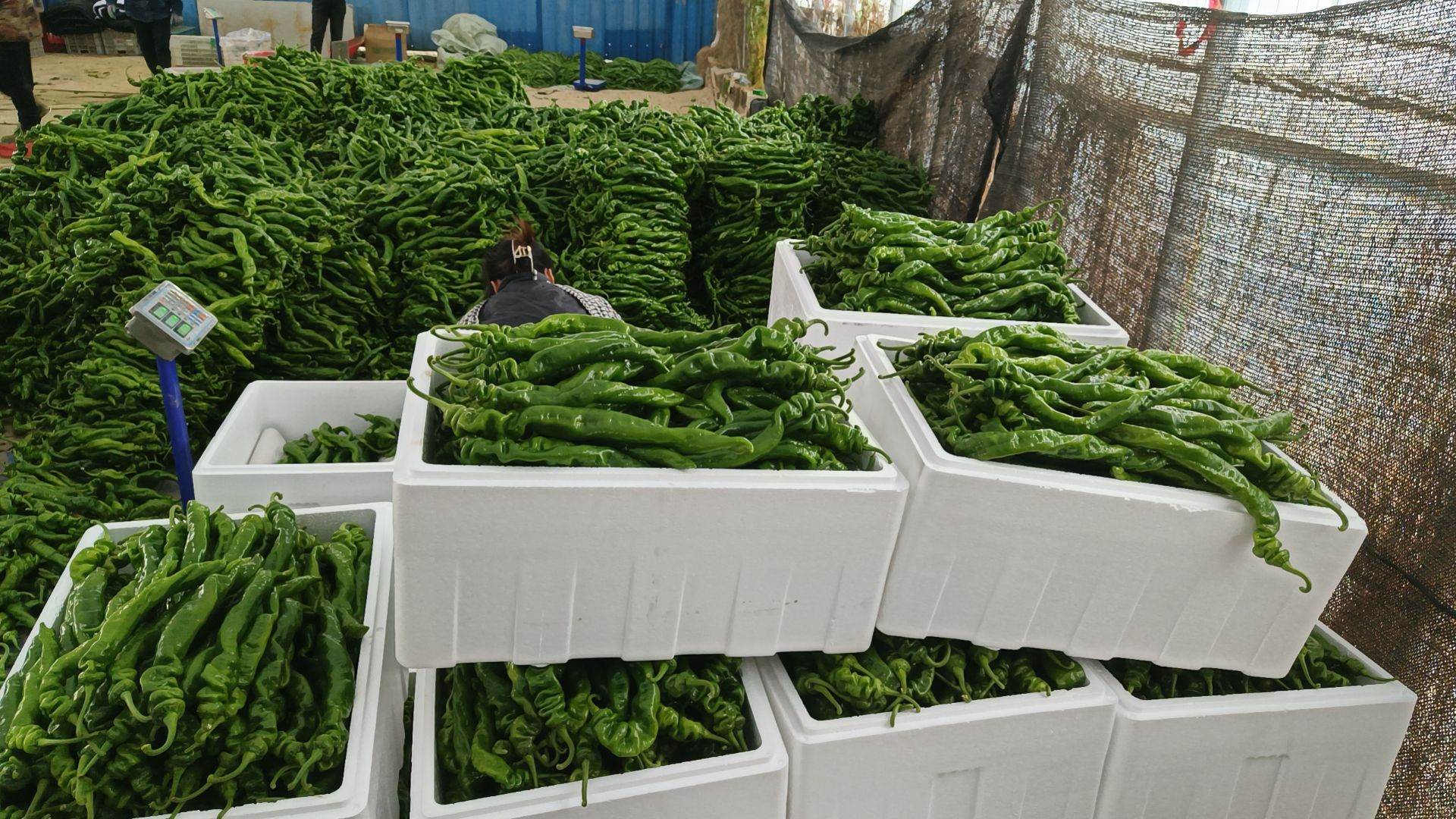 展示多种螺丝椒产品,包括鲜椒、干椒、辣椒酱等,以及在农贸市场和电商平台的销售场景 螺丝椒产品展示与市场销售