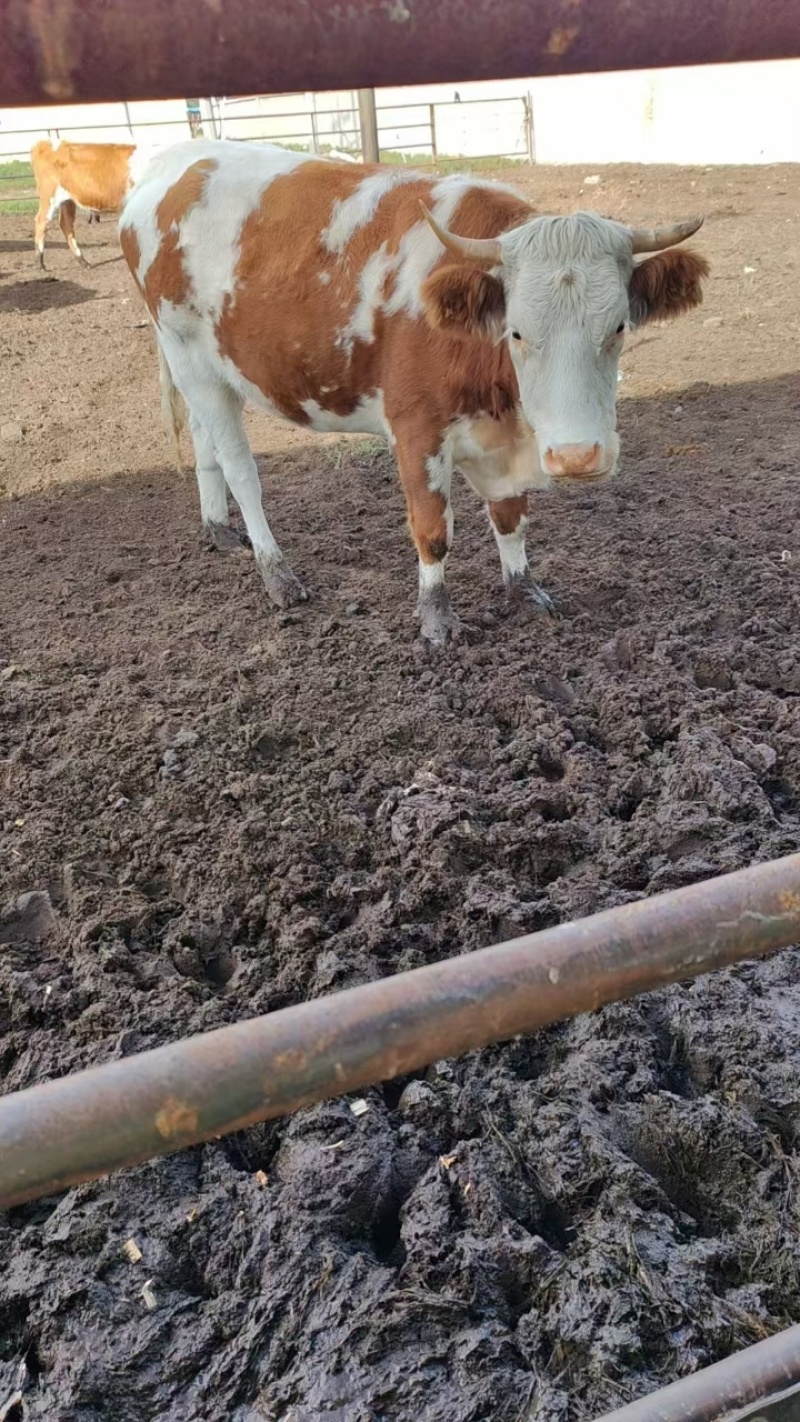小公牛牛犊散养西门塔尔牛活牛规格齐全可视频看货