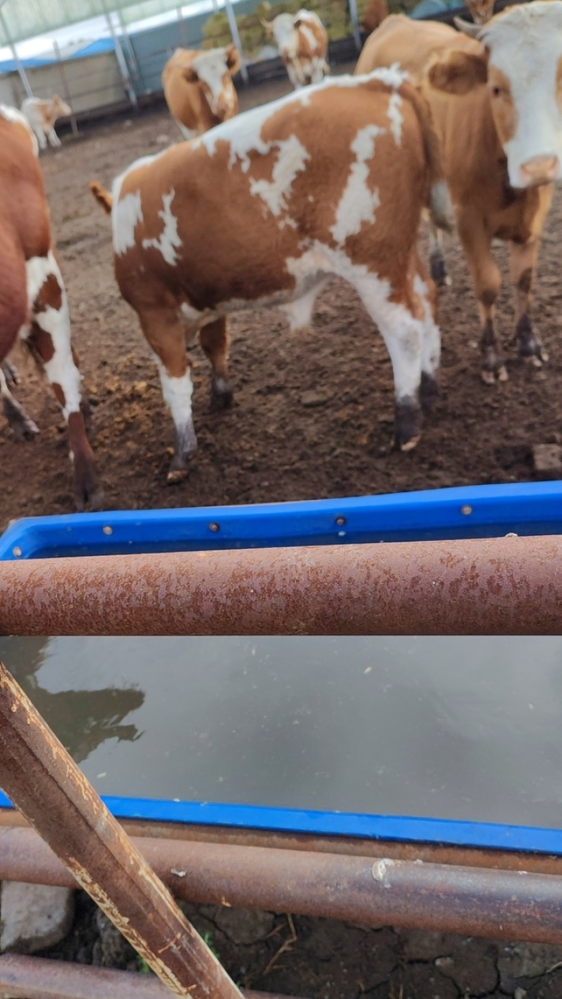 小公牛牛犊散养西门塔尔牛活牛规格齐全可视频看货