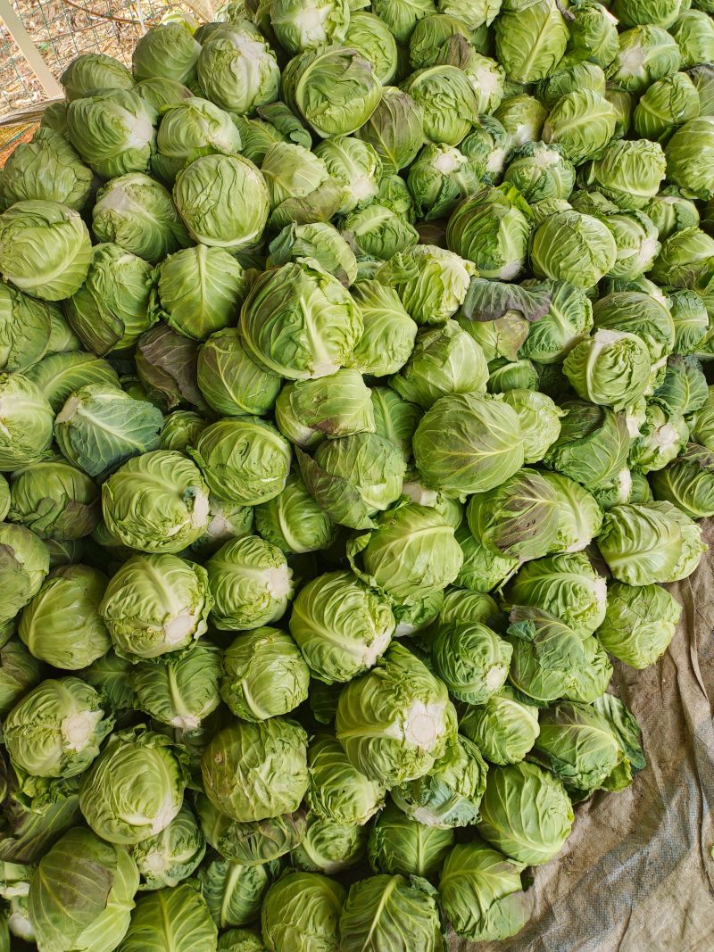 甘蓝精品绿甘蓝牛心甘蓝大量供应商超配菜货源稳定代收
