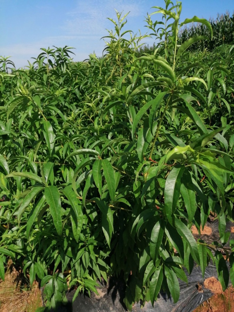 【推荐】桃树苗2-3公分桃树桃树低矮树型挂果脆甜