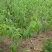 【推荐】桃树苗2-3公分桃树桃树低矮树型挂果脆甜