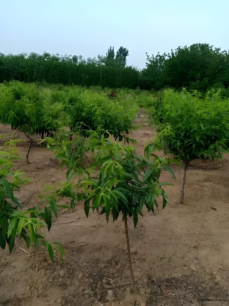 【推荐】桃树苗2-3公分桃树桃树低矮树型挂果脆甜