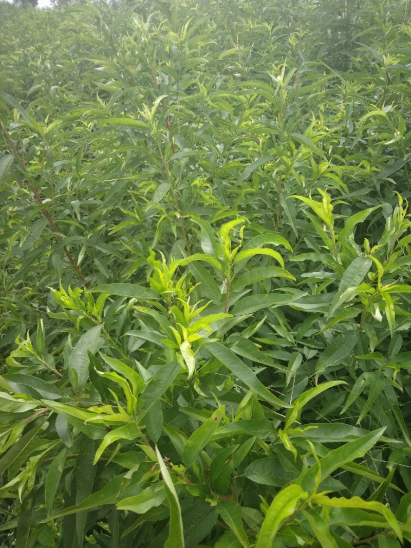 【推荐】桃树苗2-3公分桃树桃树低矮树型挂果脆甜