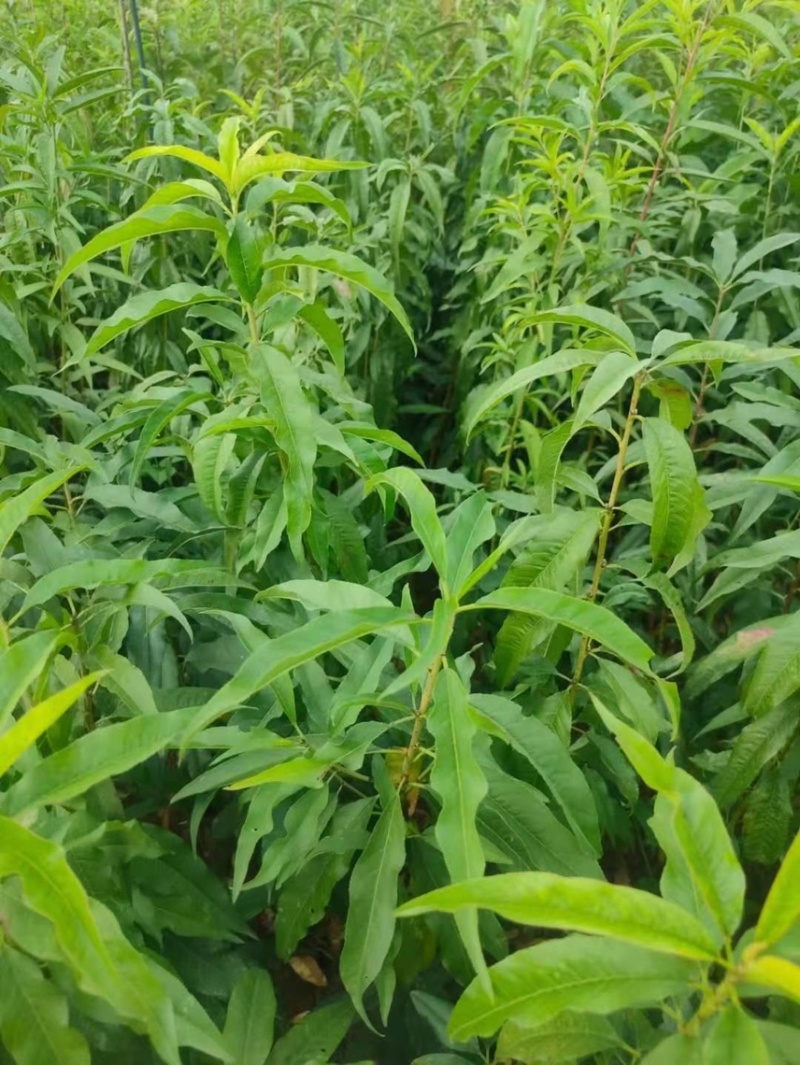 【推荐】桃树苗2-3公分桃树桃树低矮树型挂果脆甜