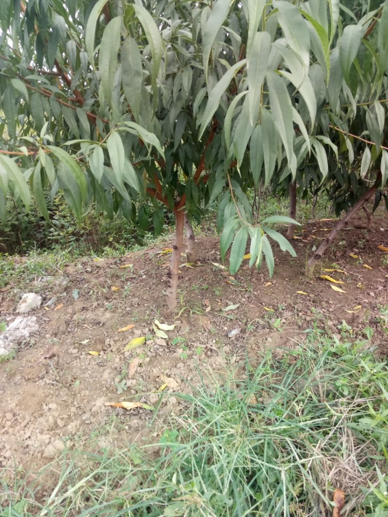 【推荐】桃树苗2-3公分桃树桃树低矮树型挂果脆甜