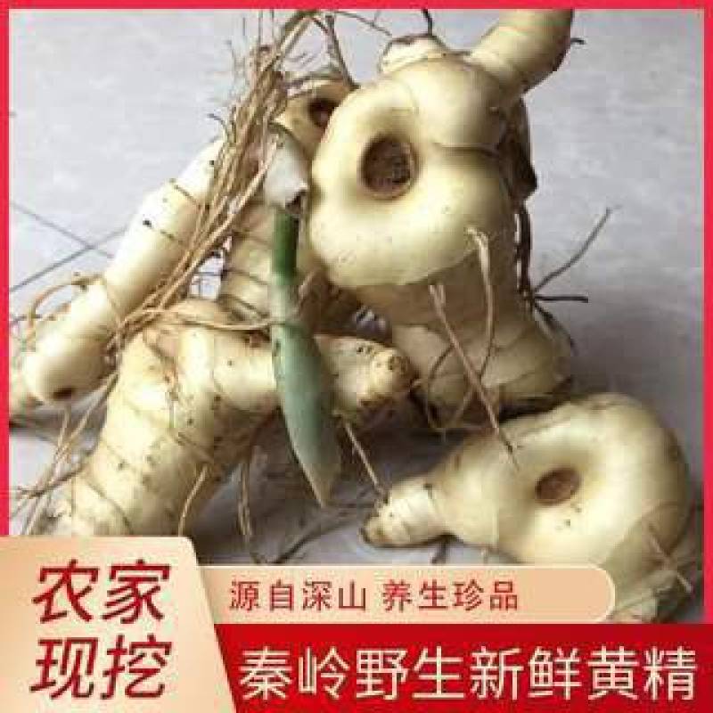 黄精种植苗新鲜鸡头黄精种苗现挖鸡头参种子中药材黄金苗九蒸