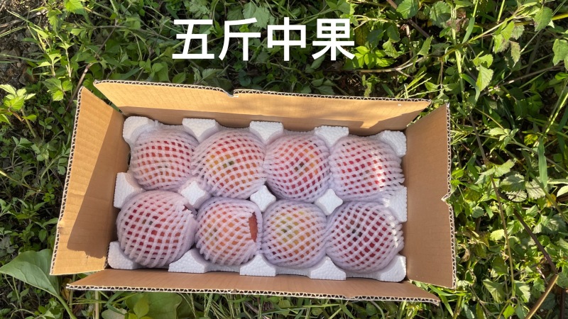 烟台红富士苹果，支持一件代发，专业靠谱供应链