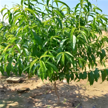 【推荐】桃树苗2-3公分桃树桃树低矮树型挂果脆甜