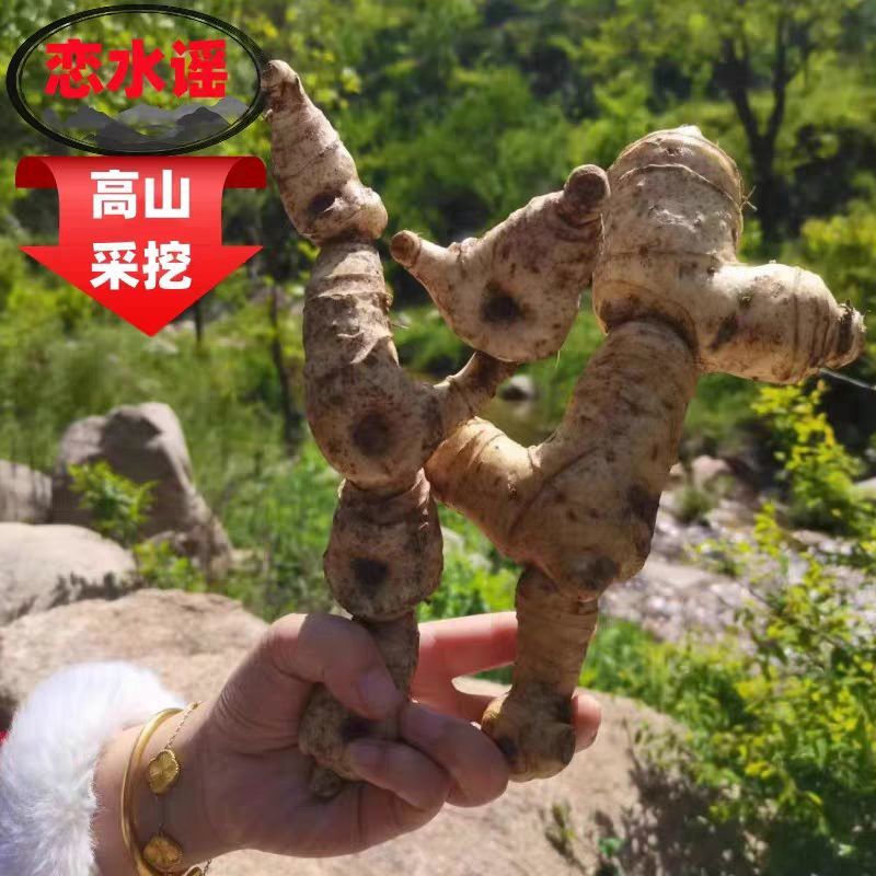 黄精种植苗新鲜鸡头黄精种苗现挖鸡头参种子中药材黄金苗九蒸