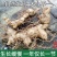 黄精种植苗新鲜鸡头黄精种苗现挖鸡头参种子中药材黄金苗九蒸