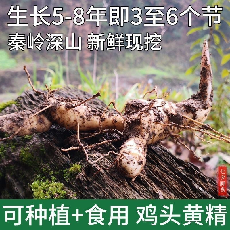 黄精种植苗新鲜鸡头黄精种苗现挖鸡头参种子中药材黄金苗九蒸