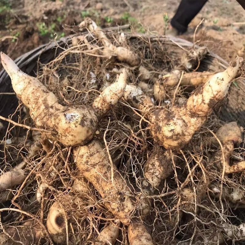 黄精种植苗新鲜鸡头黄精种苗现挖鸡头参种子中药材黄金苗九蒸