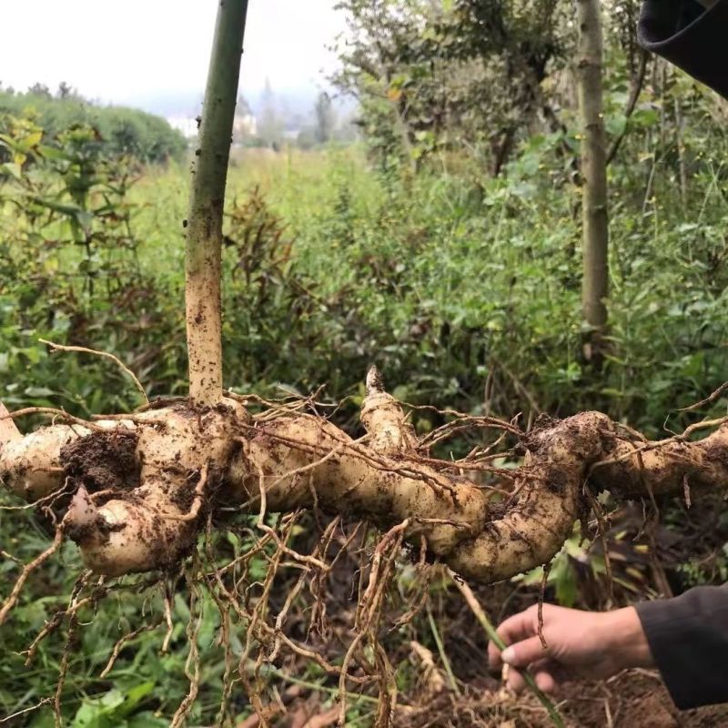 黄精种植苗新鲜鸡头黄精种苗现挖鸡头参种子中药材黄金苗九蒸