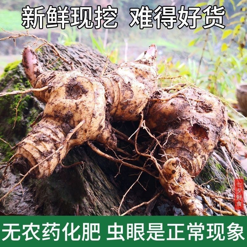 黄精种植苗新鲜鸡头黄精种苗现挖鸡头参种子中药材黄金苗九蒸