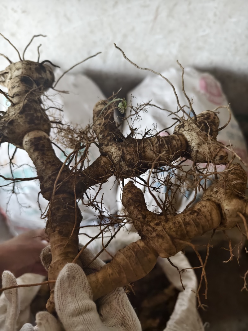黄精种植苗新鲜鸡头黄精种苗现挖鸡头参种子中药材黄金苗九蒸