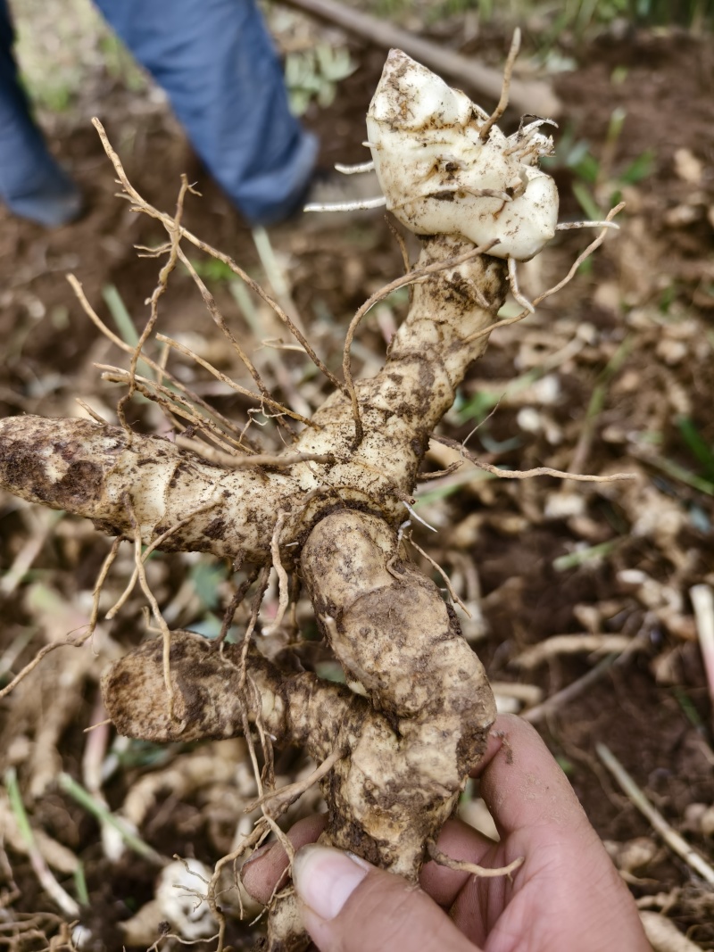 黄精种植苗新鲜鸡头黄精种苗现挖鸡头参种子中药材黄金苗九蒸