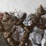 黄精种植苗新鲜鸡头黄精种苗现挖鸡头参种子中药材黄金苗九蒸