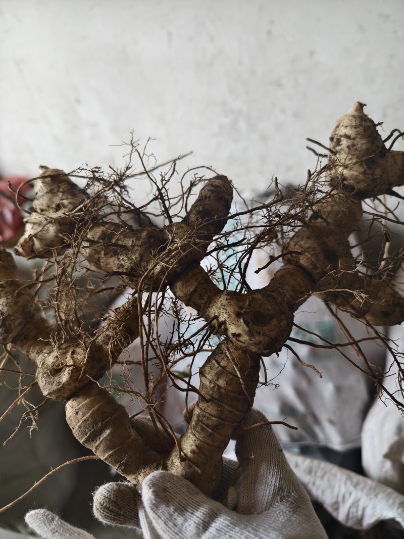 黄精种植苗新鲜鸡头黄精种苗现挖鸡头参种子中药材黄金苗九蒸