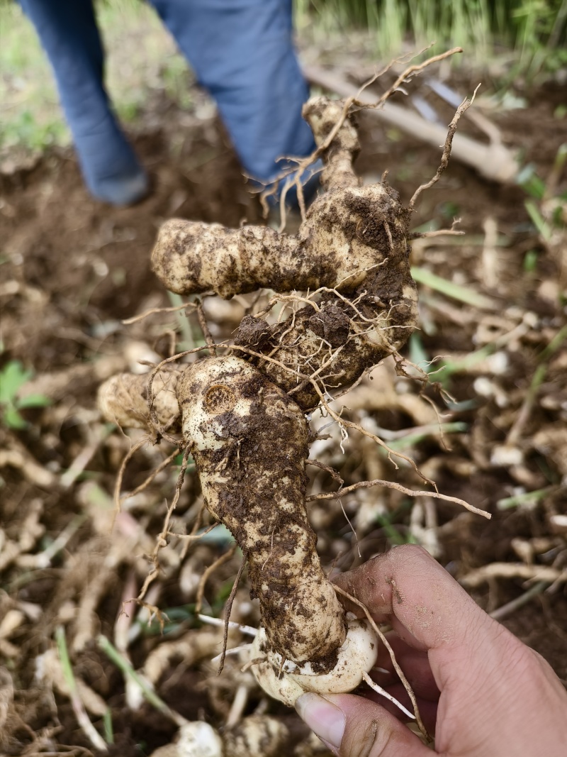 黄精种植苗新鲜鸡头黄精种苗现挖鸡头参种子中药材黄金苗九蒸