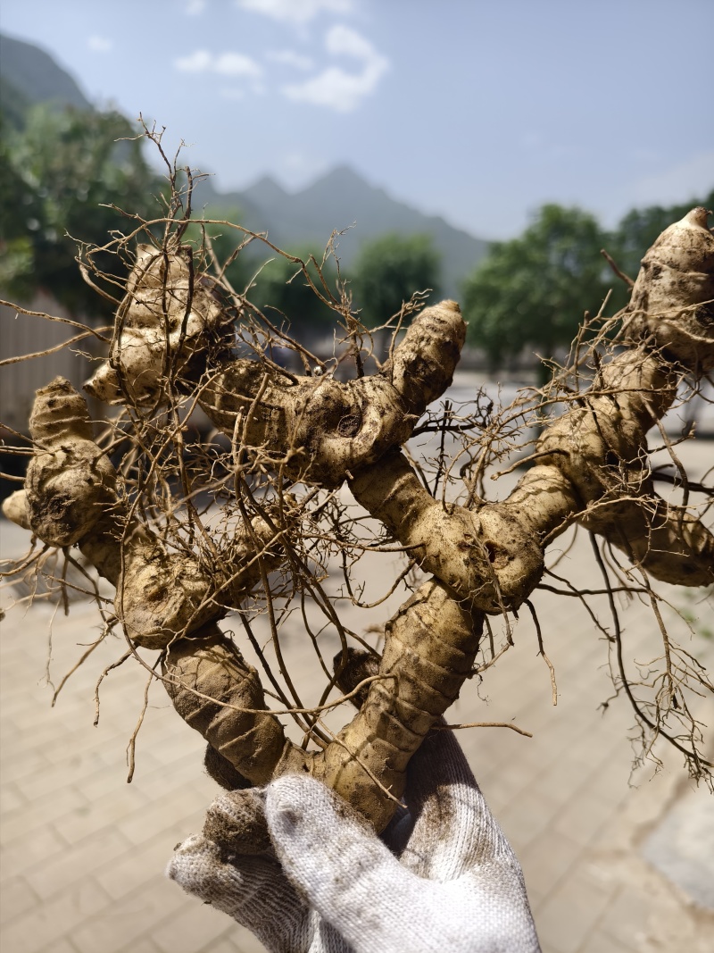 黄精种植苗新鲜鸡头黄精种苗现挖鸡头参种子中药材黄金苗九蒸